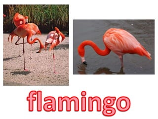 flamingo