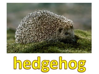 hedgehog