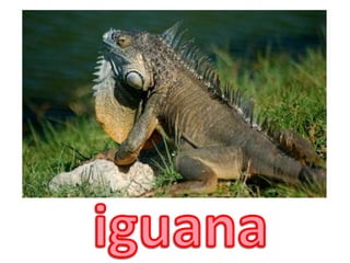 iguana