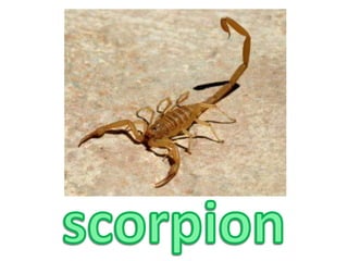 scorpion
