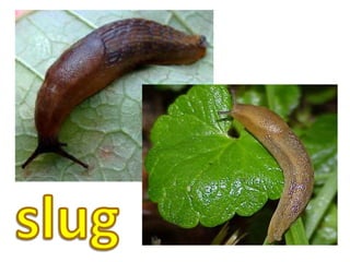 slug