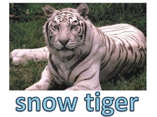 snow tiger