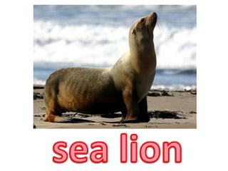 sea lion