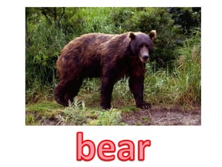 bear