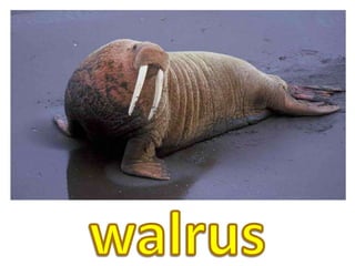 walrus