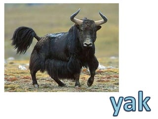 yak