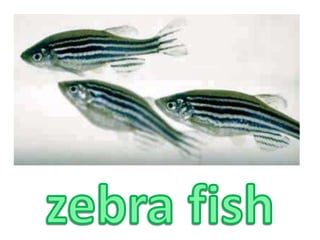 zebra fish