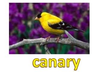canary