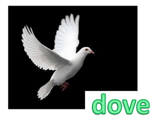 dove