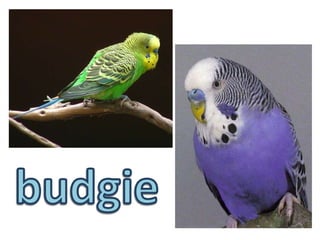 budgie