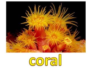 coral