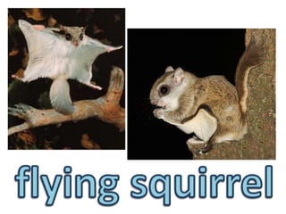 flying squirrel