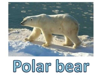 Polar bear