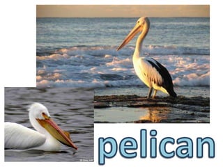 pelican