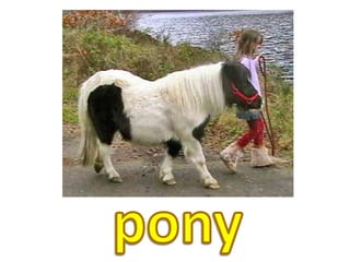pony