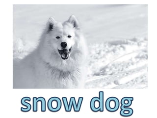 snow dog