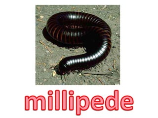millipede