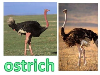 ostrich
