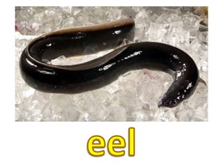 eel