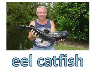 eel catfish
