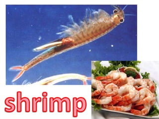 shrimp