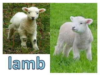 lamb