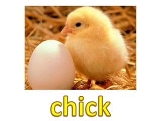 chick