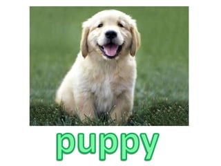 puppy