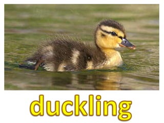 duckling