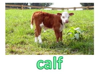 calf