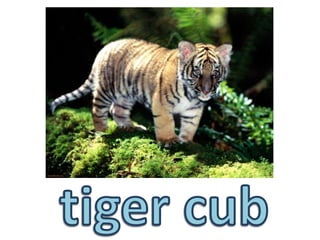 tiger cub