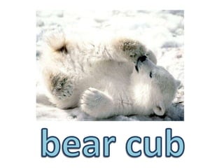 bear cub