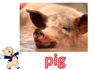 pig