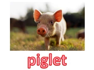 piglet