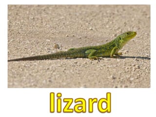 lizard