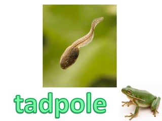 tadpole