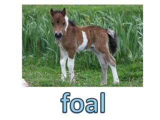 foal