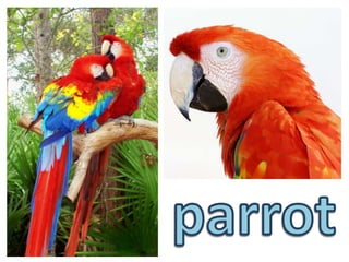 parrot