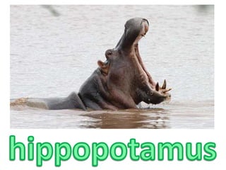 hippopotamus