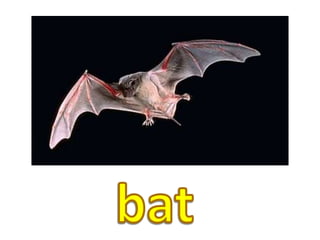 bat