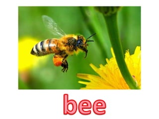 bee