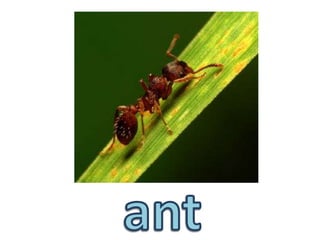 ant