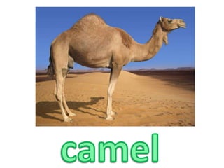 camel
