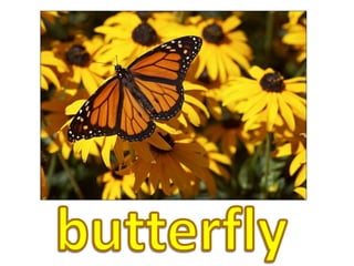butterfly