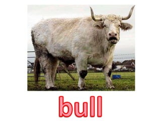 bull