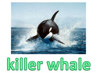 killer whale