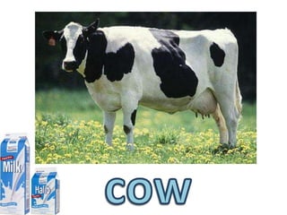 cow