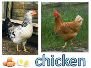 chicken