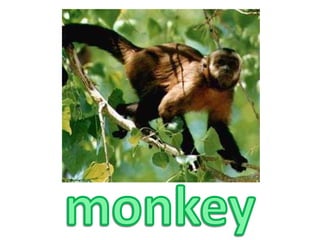 monkey