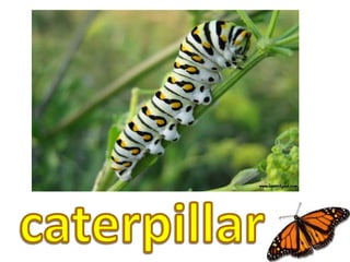 caterpillar